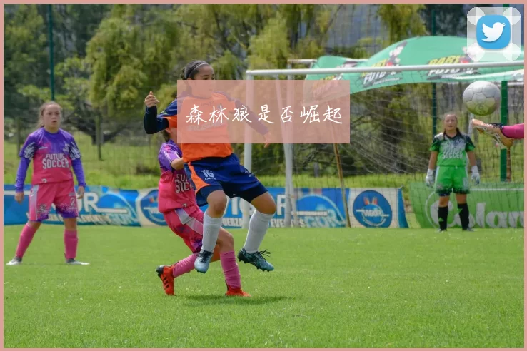 森林狼是否崛起